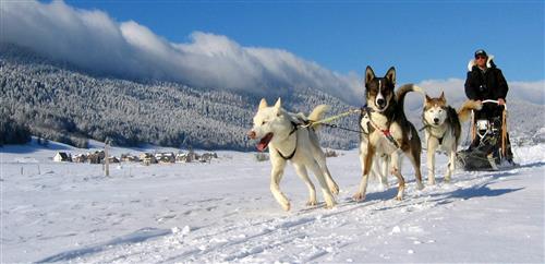 ph. Entre chiens et loups
