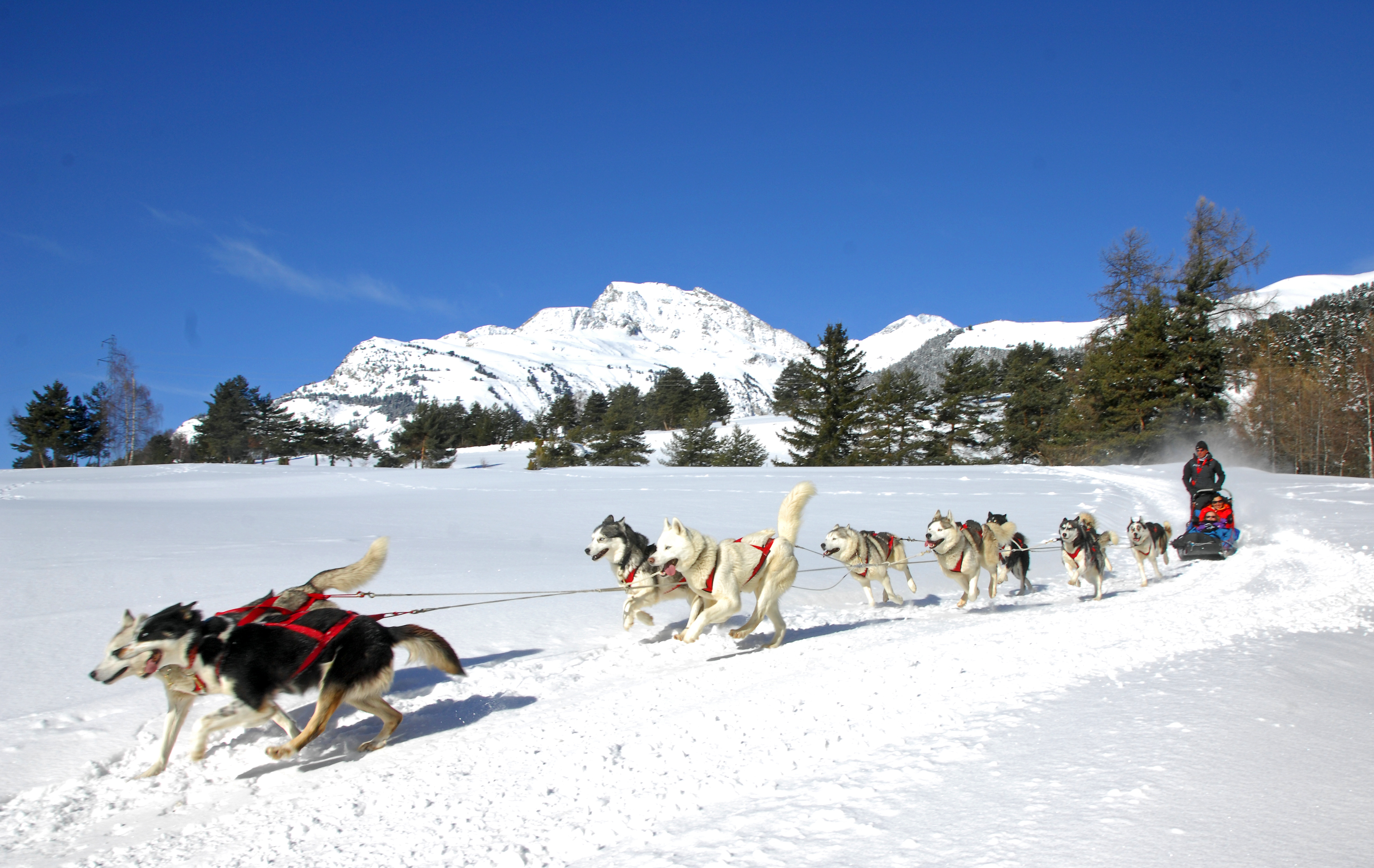 Husky Adventure