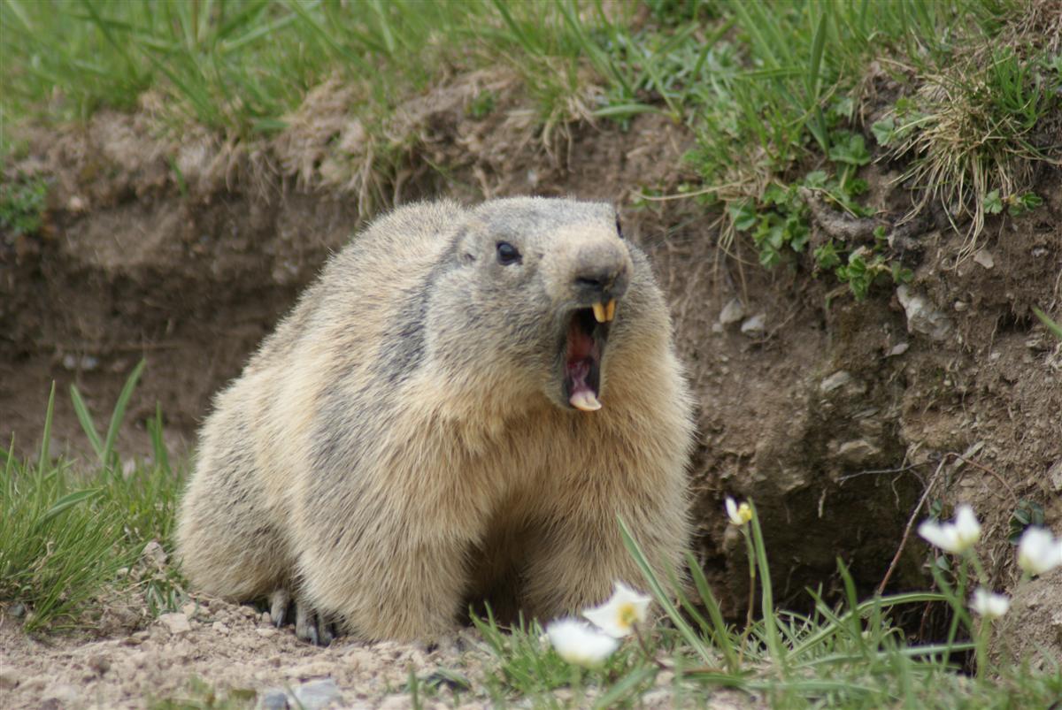 Randonnées Marmottes