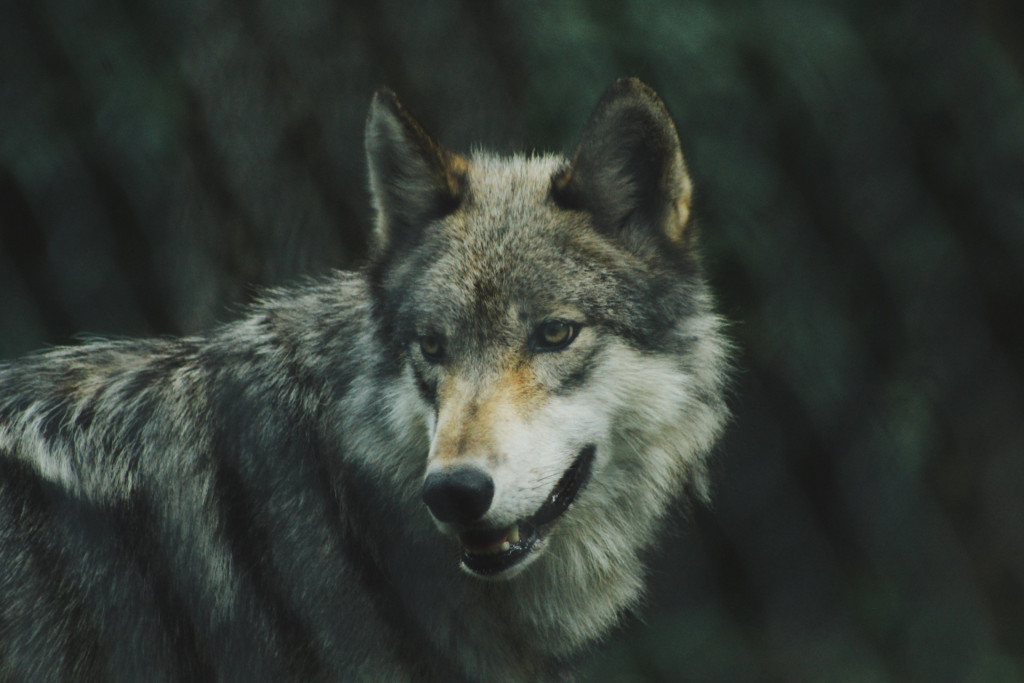 sur les traces des loups du Vercors