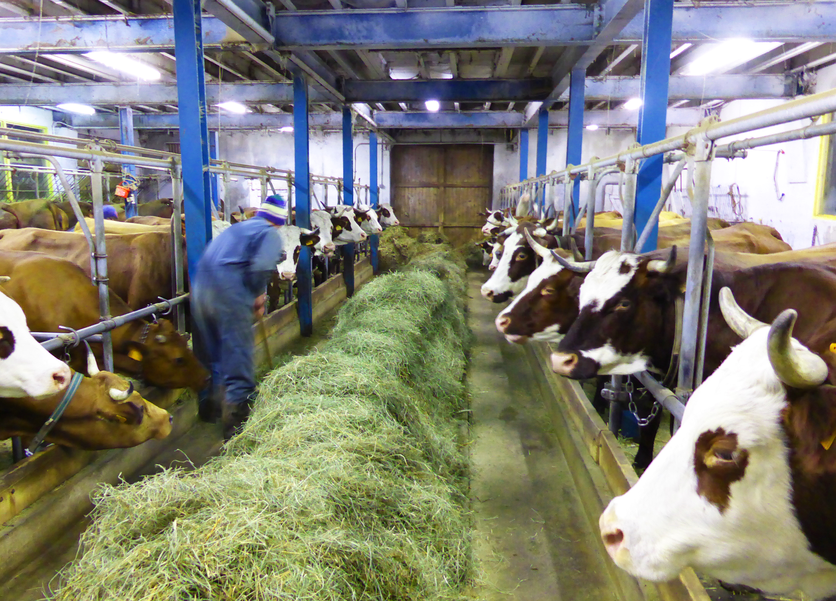 Rando raquette et visite d'une ferme