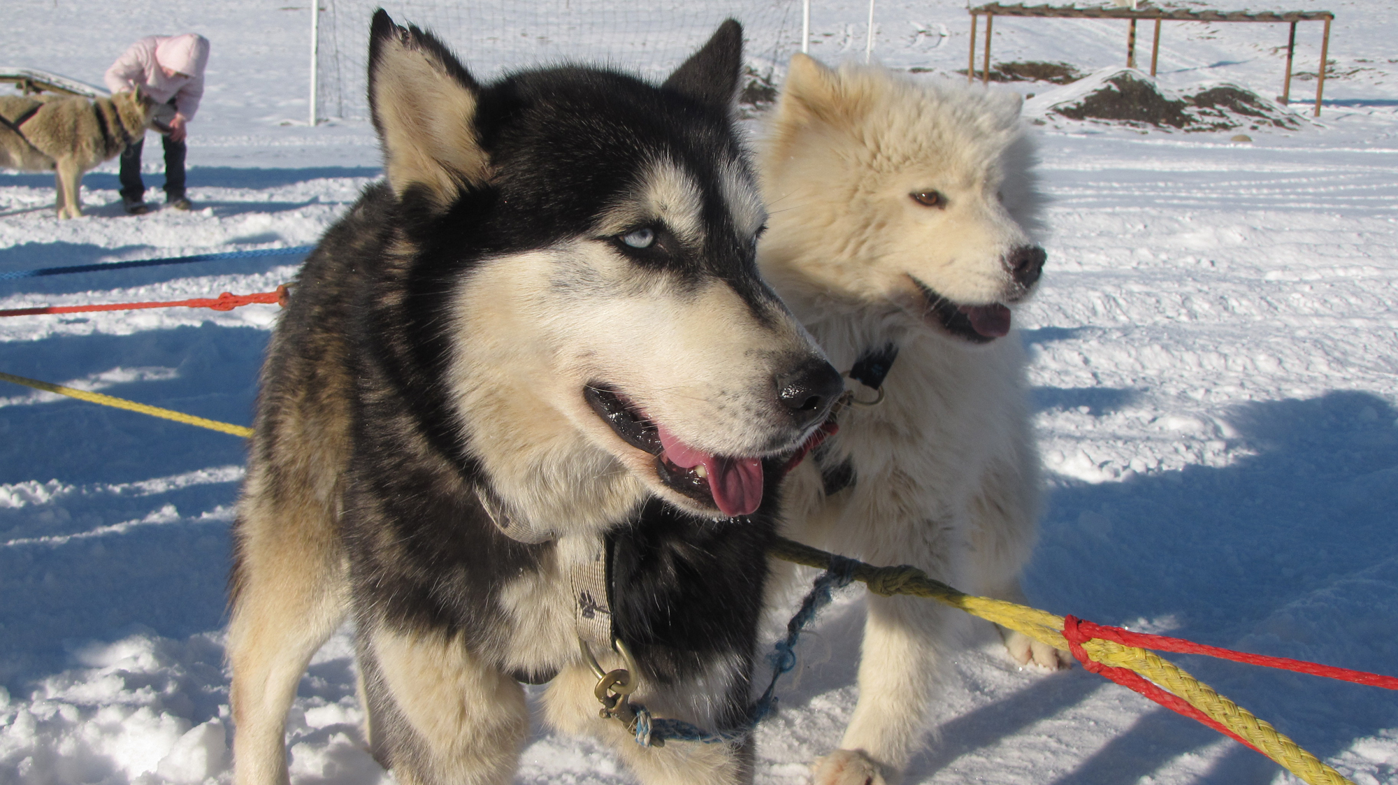 chiens de traineau