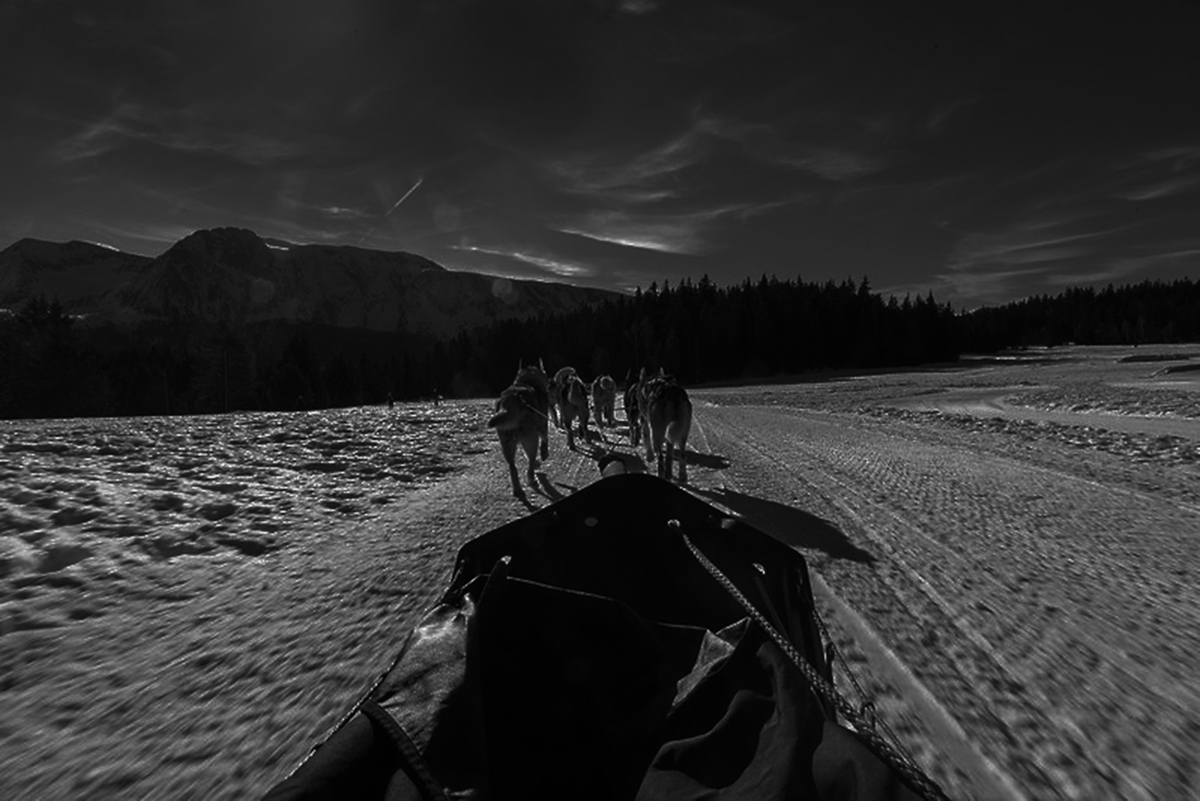 Chien de traineau Chamrousse