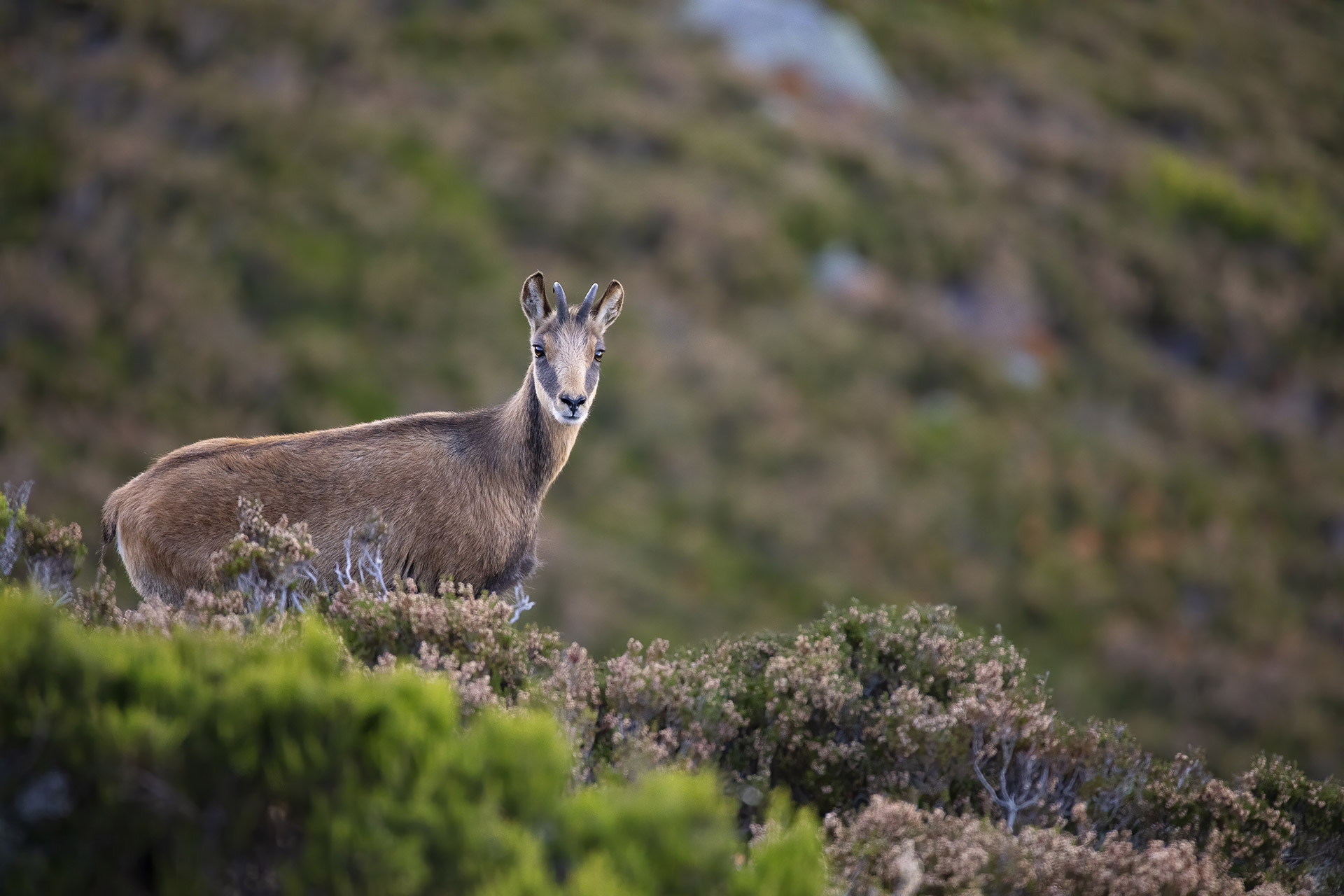 Chamois animal montagne