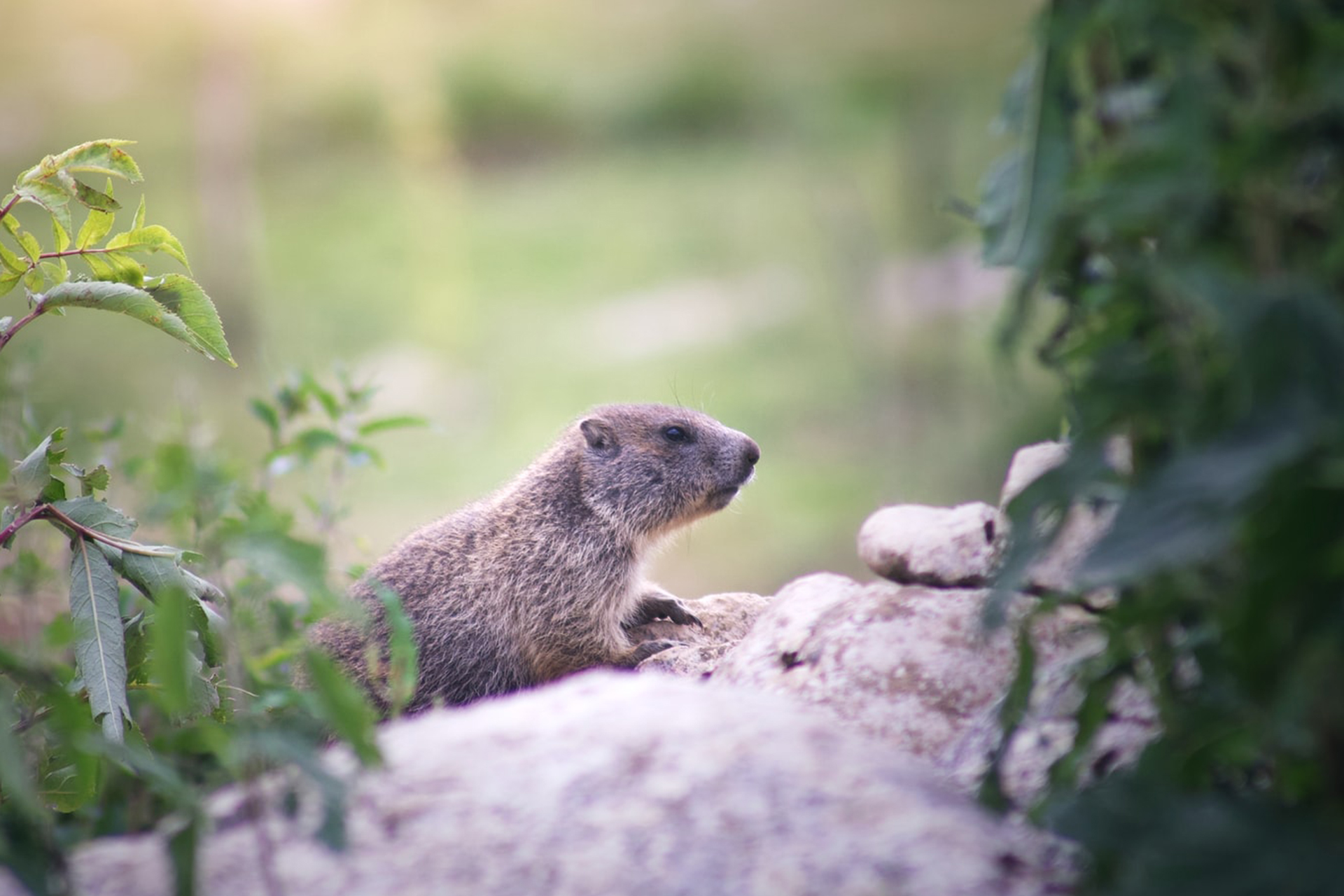 Marmottes