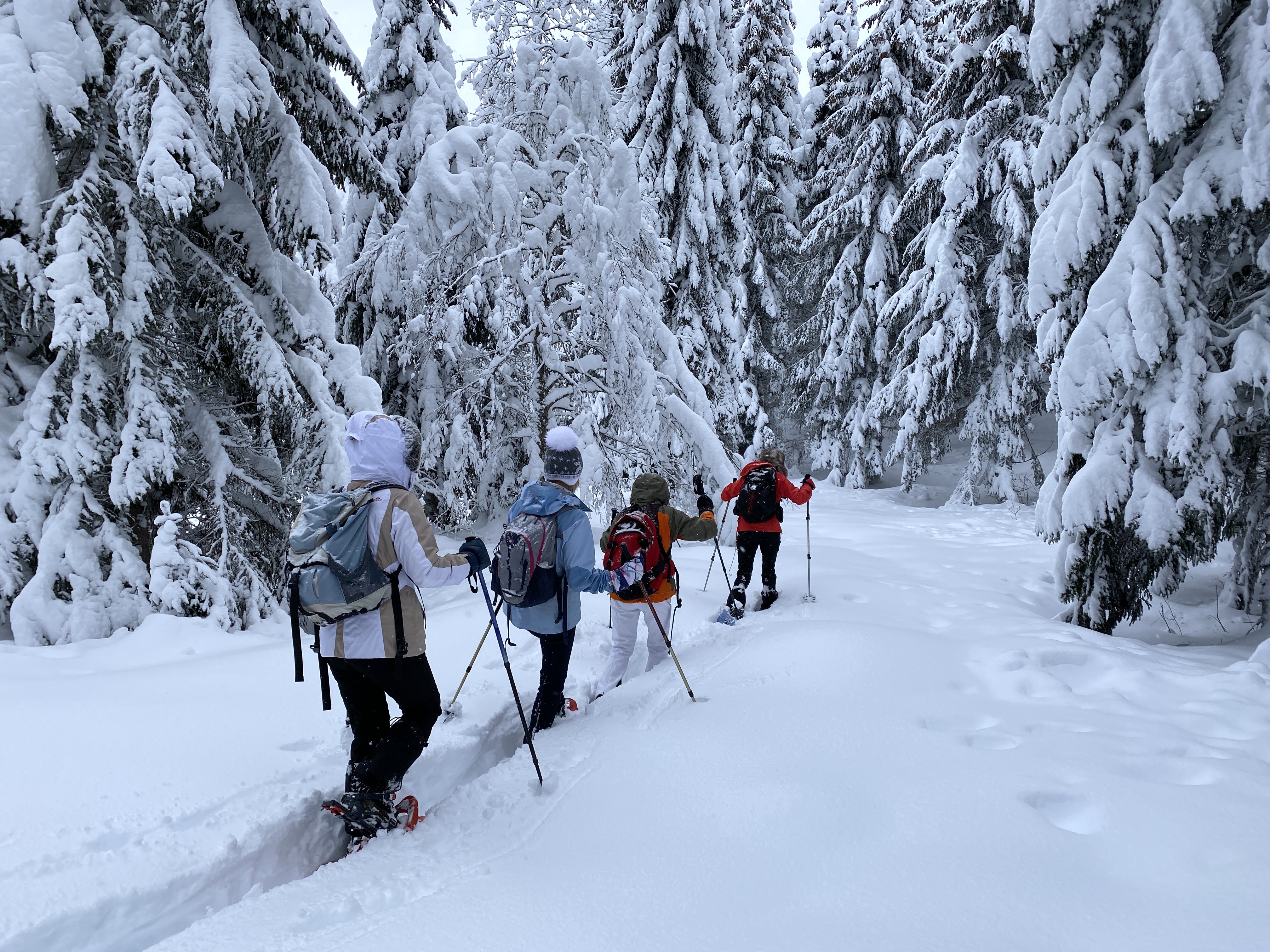 Forêt