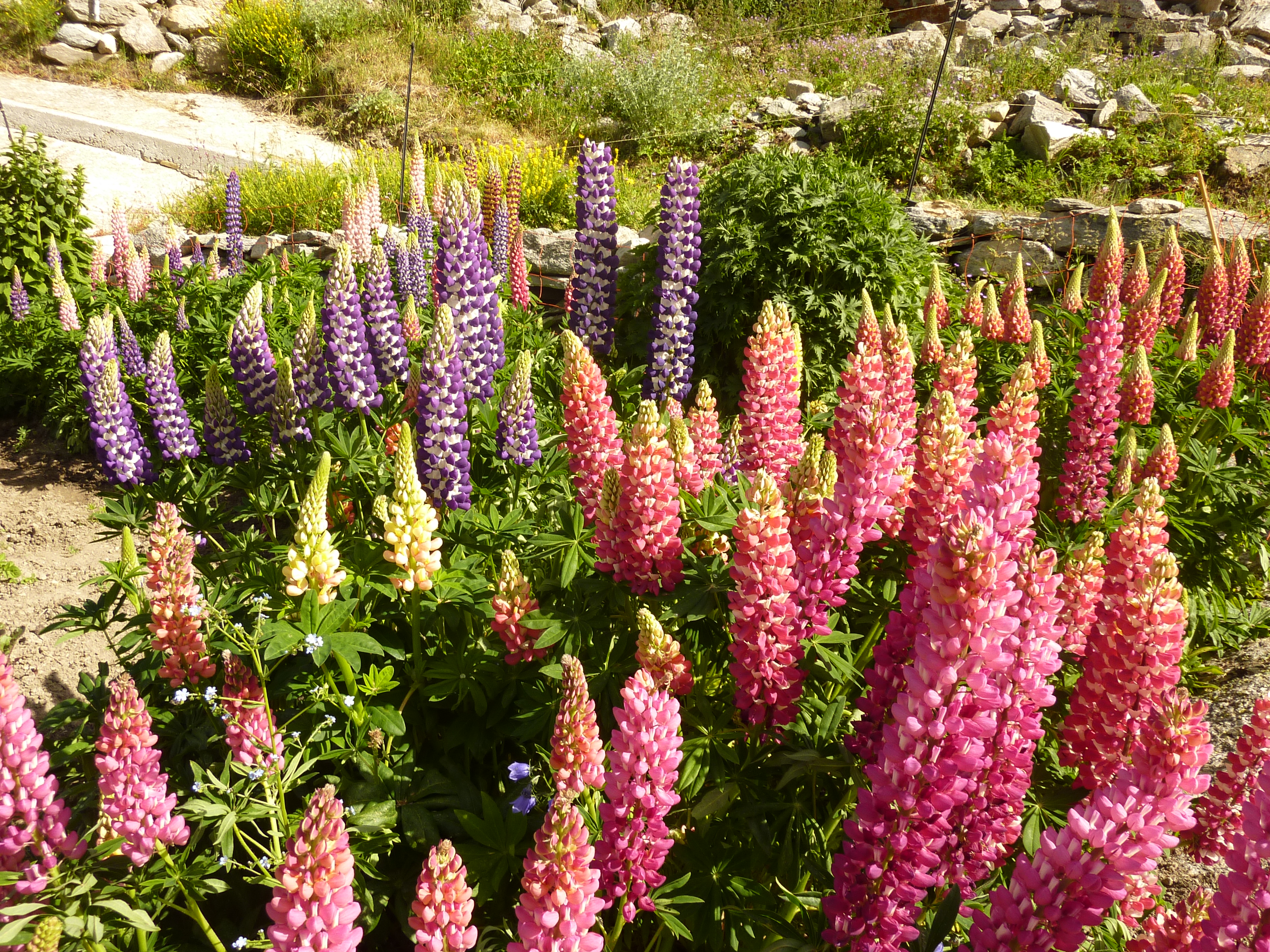 Lupins