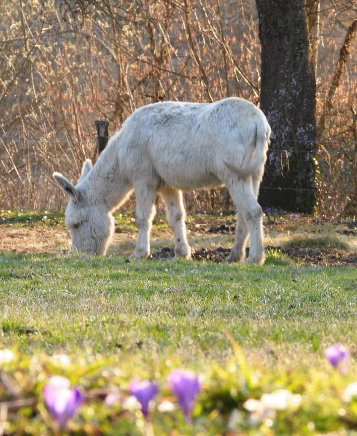 La Ferme des Genti'Ânes