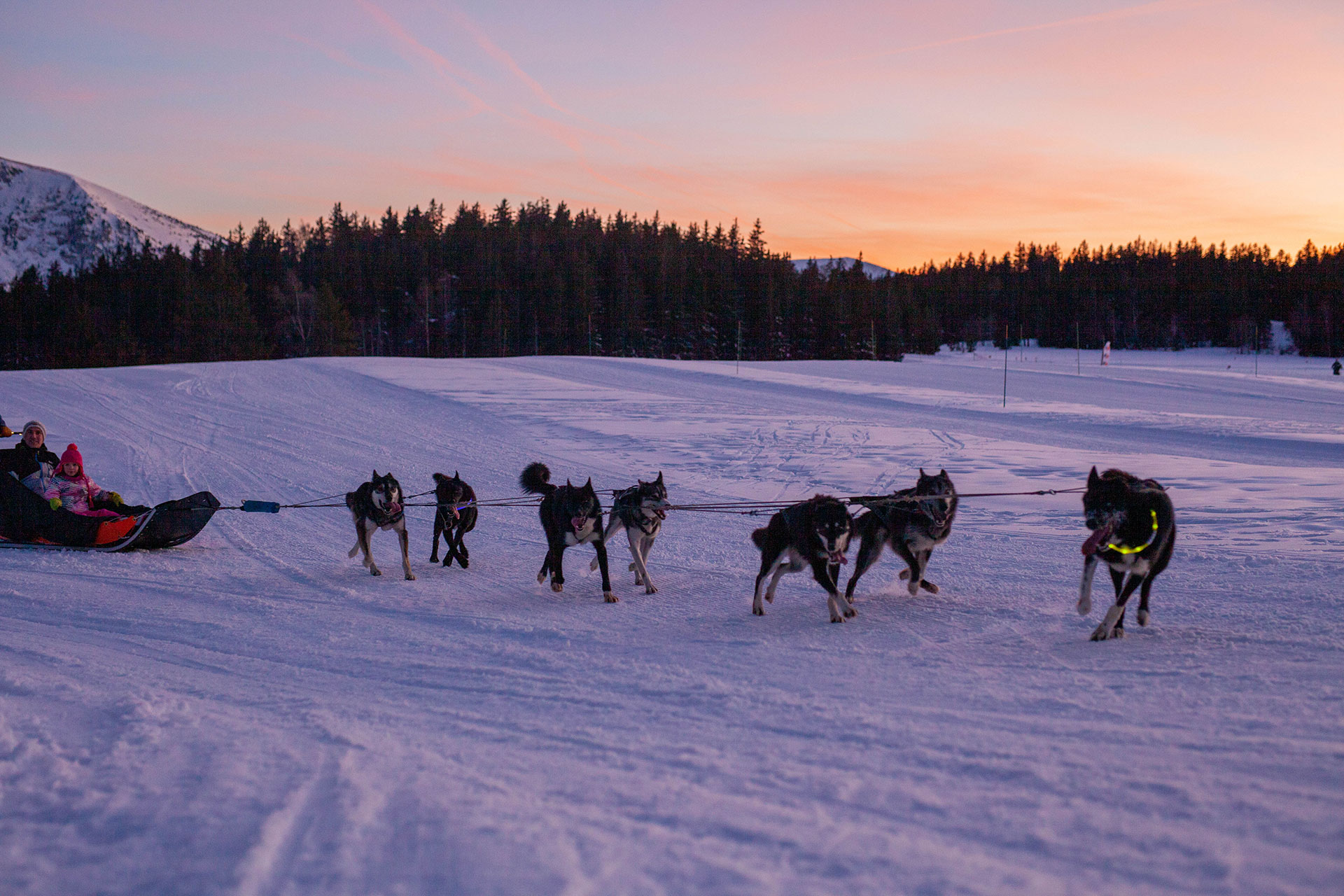 Chien de traîneau coucher soleil Chamrousse
