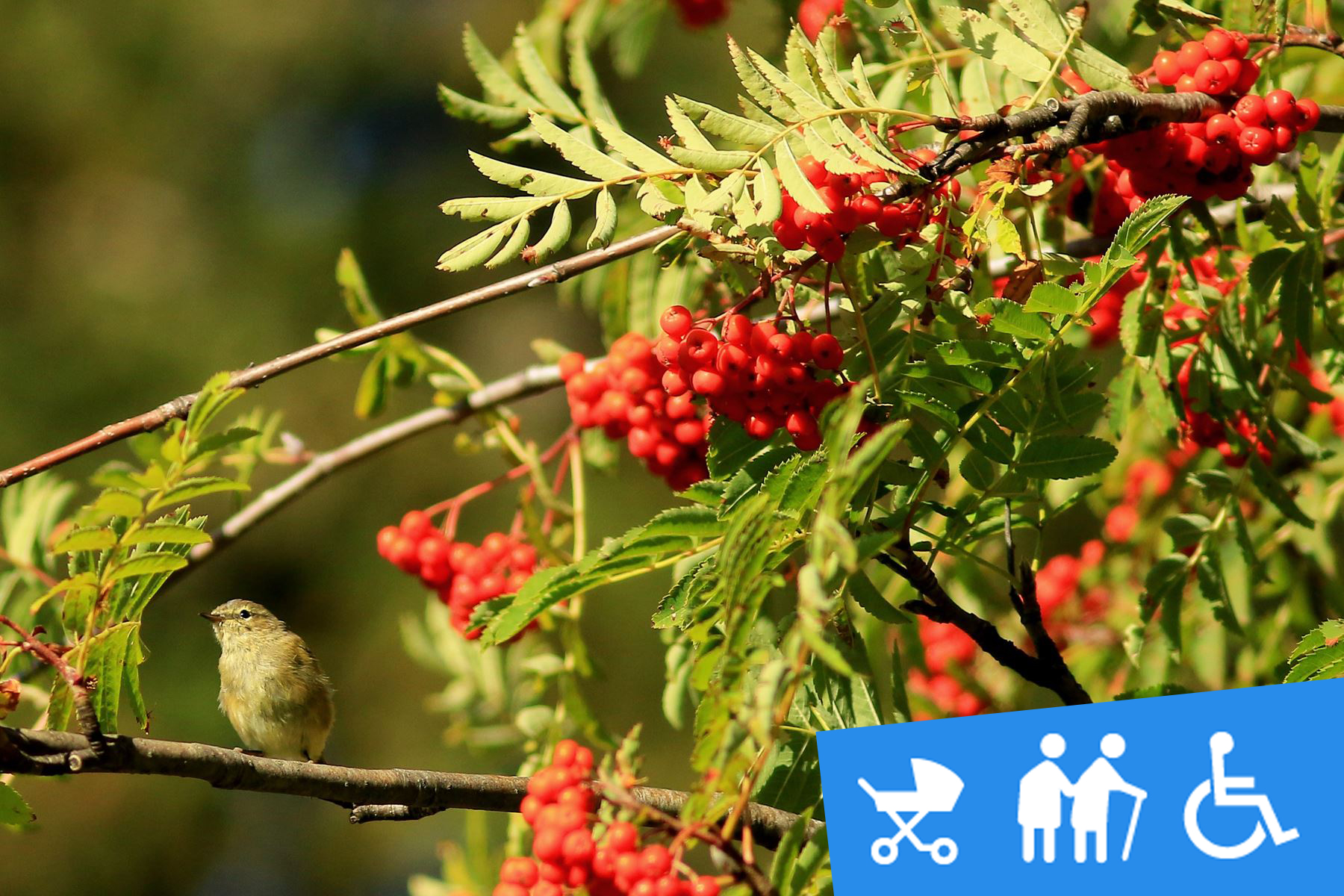 Connaître les plantes médicinales en été version accessible