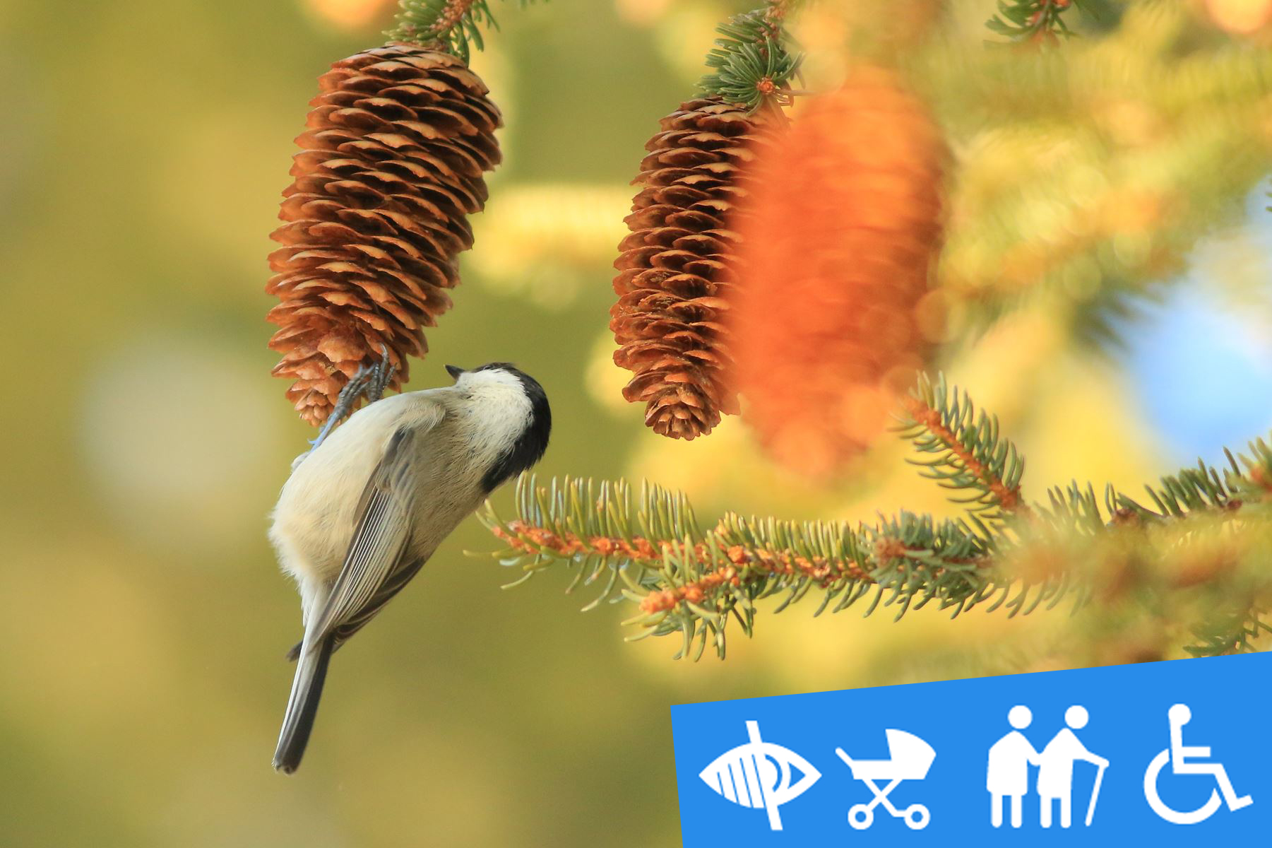 Reconnaître le chant des oiseaux en été accessible à tous