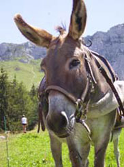 Auprès de mon âne