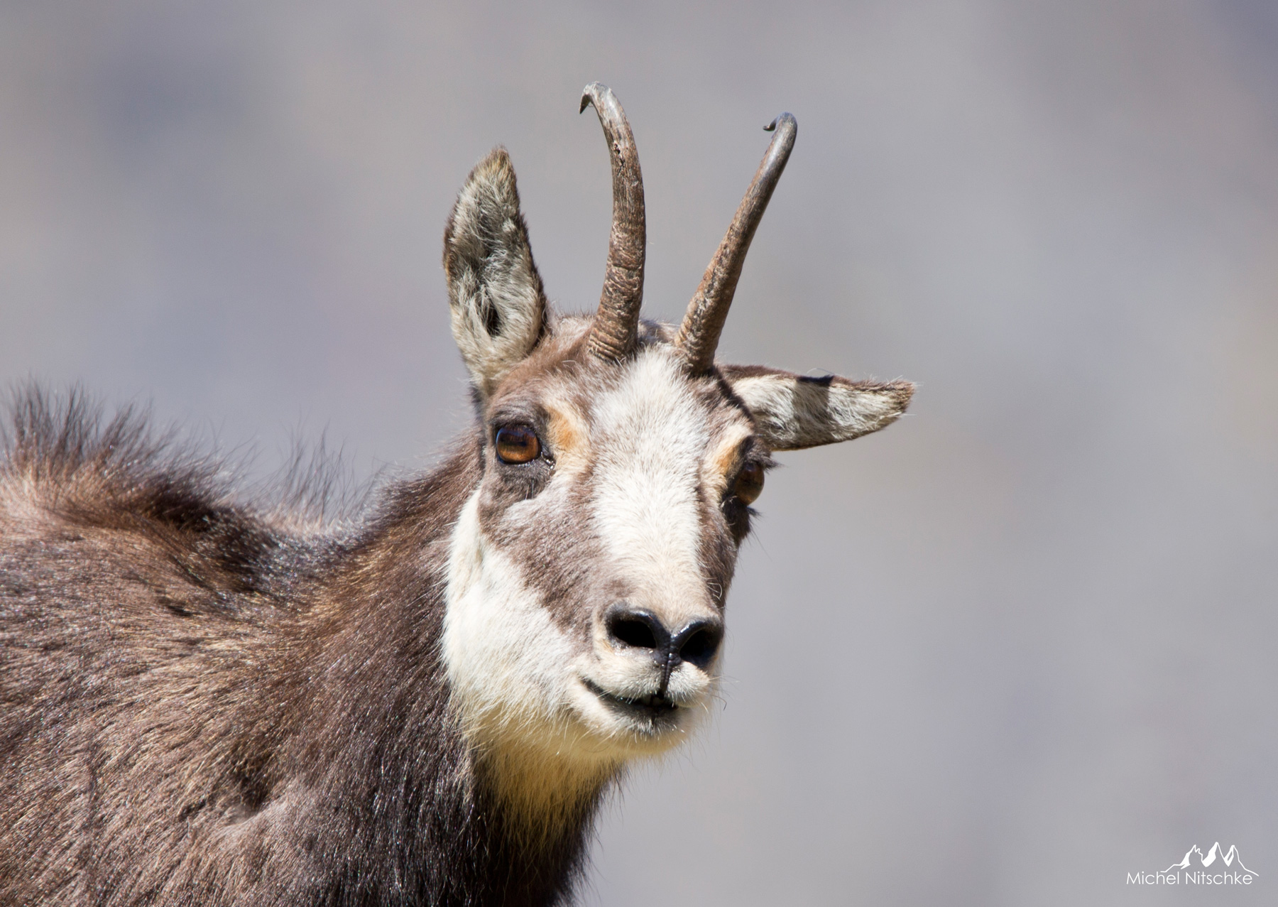 chamois1