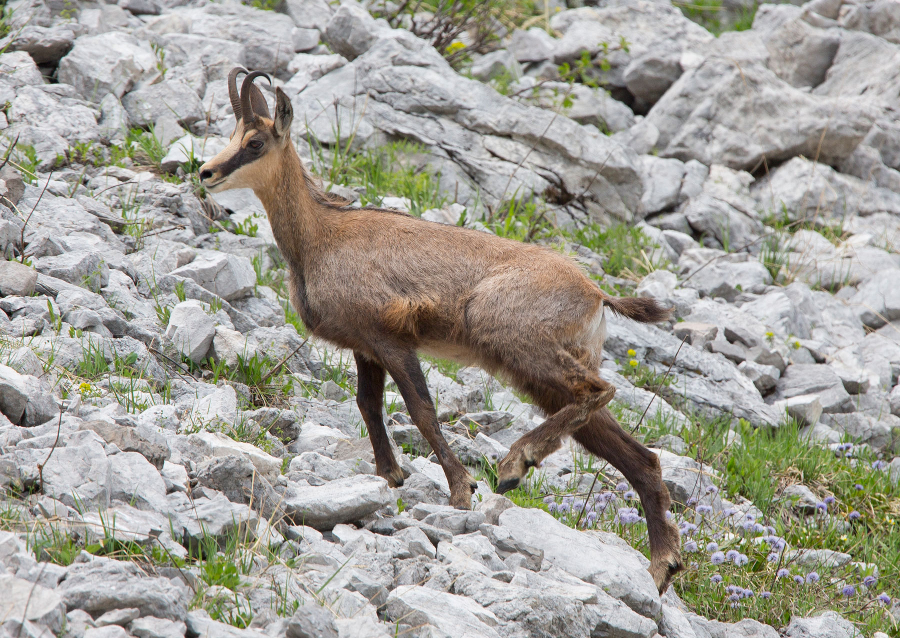 chamois2