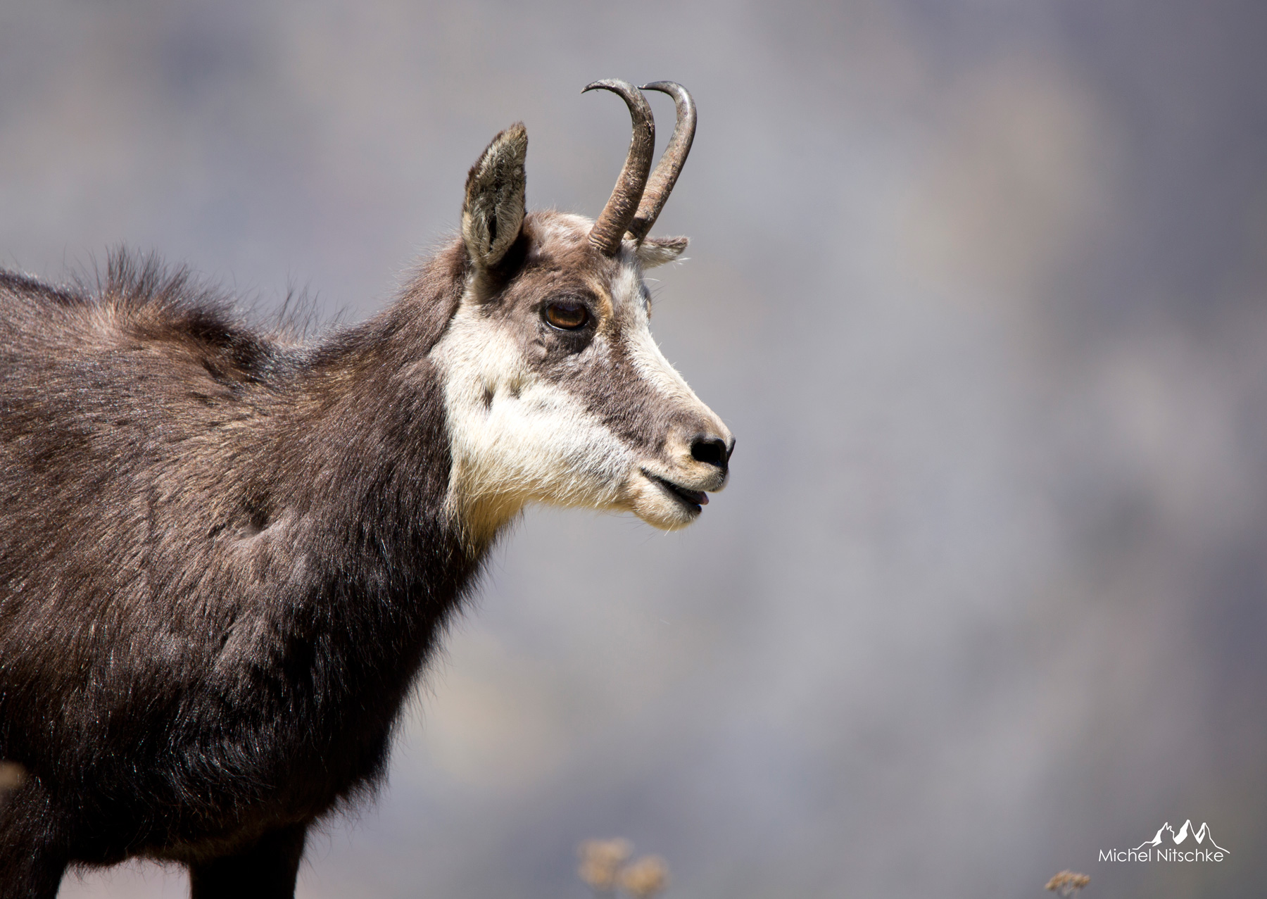 chamois3