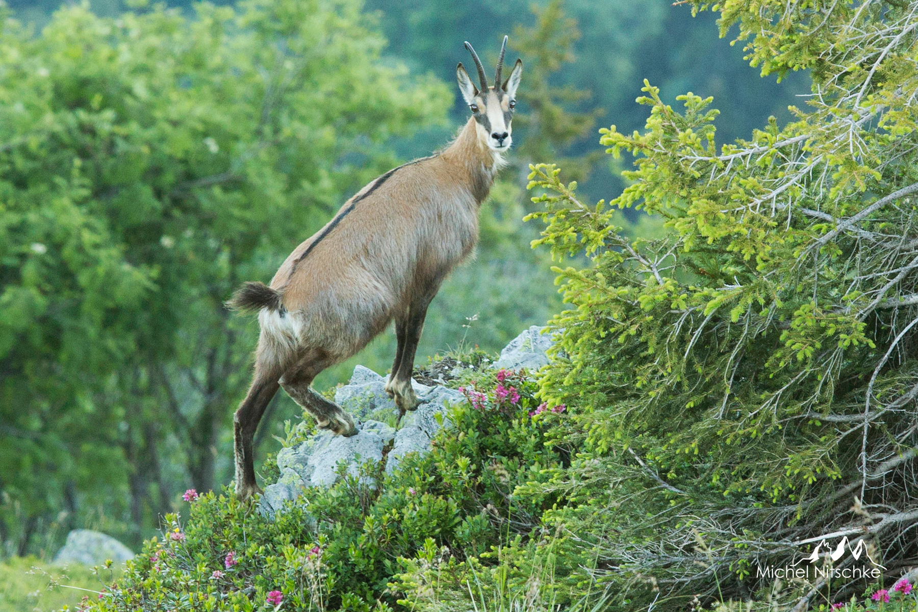 chamois4