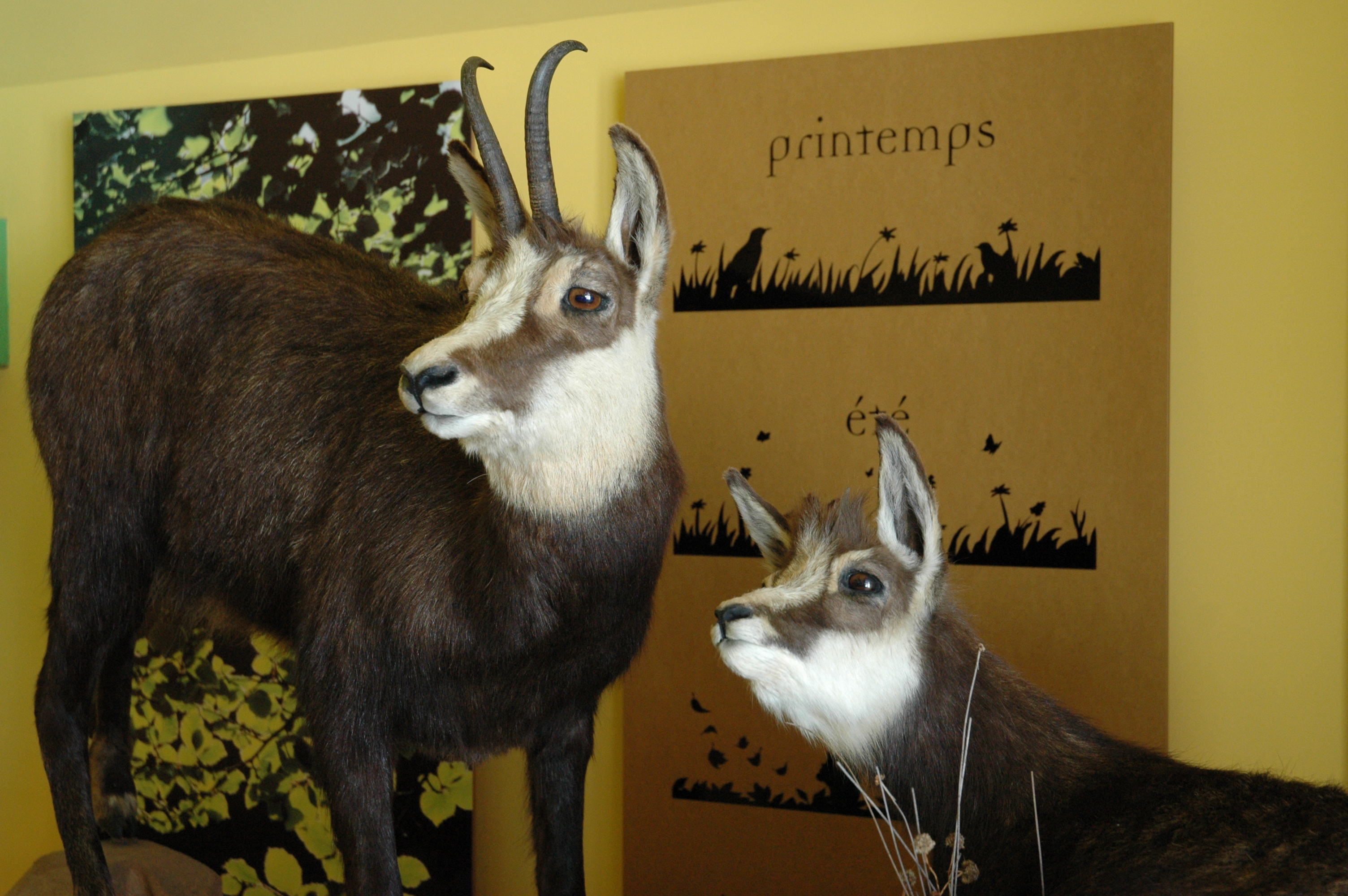Maison de la Faune