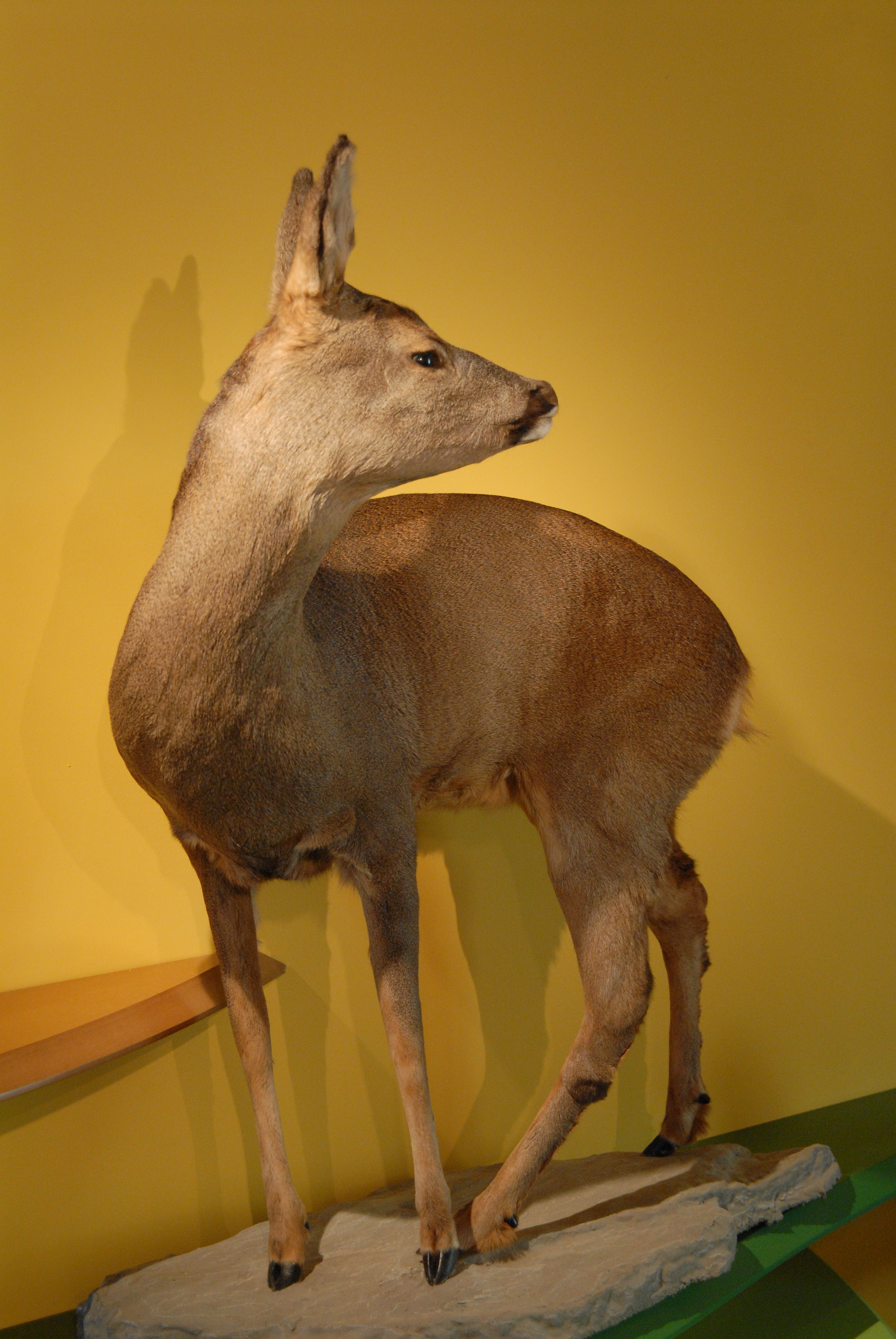 Maison de la Faune