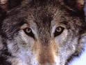 Parlez moi du loup