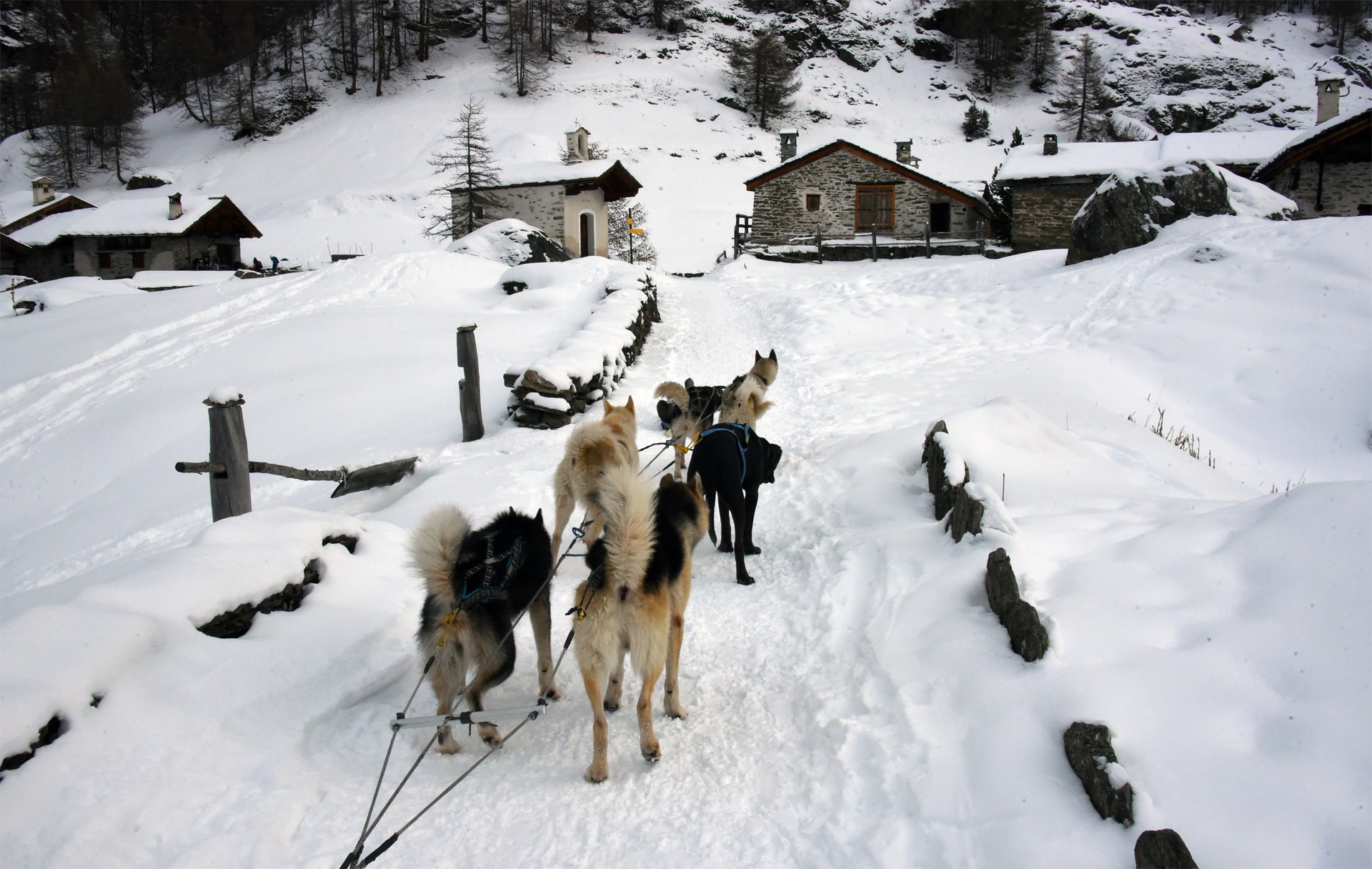 Chiens de traineaux vers le monal