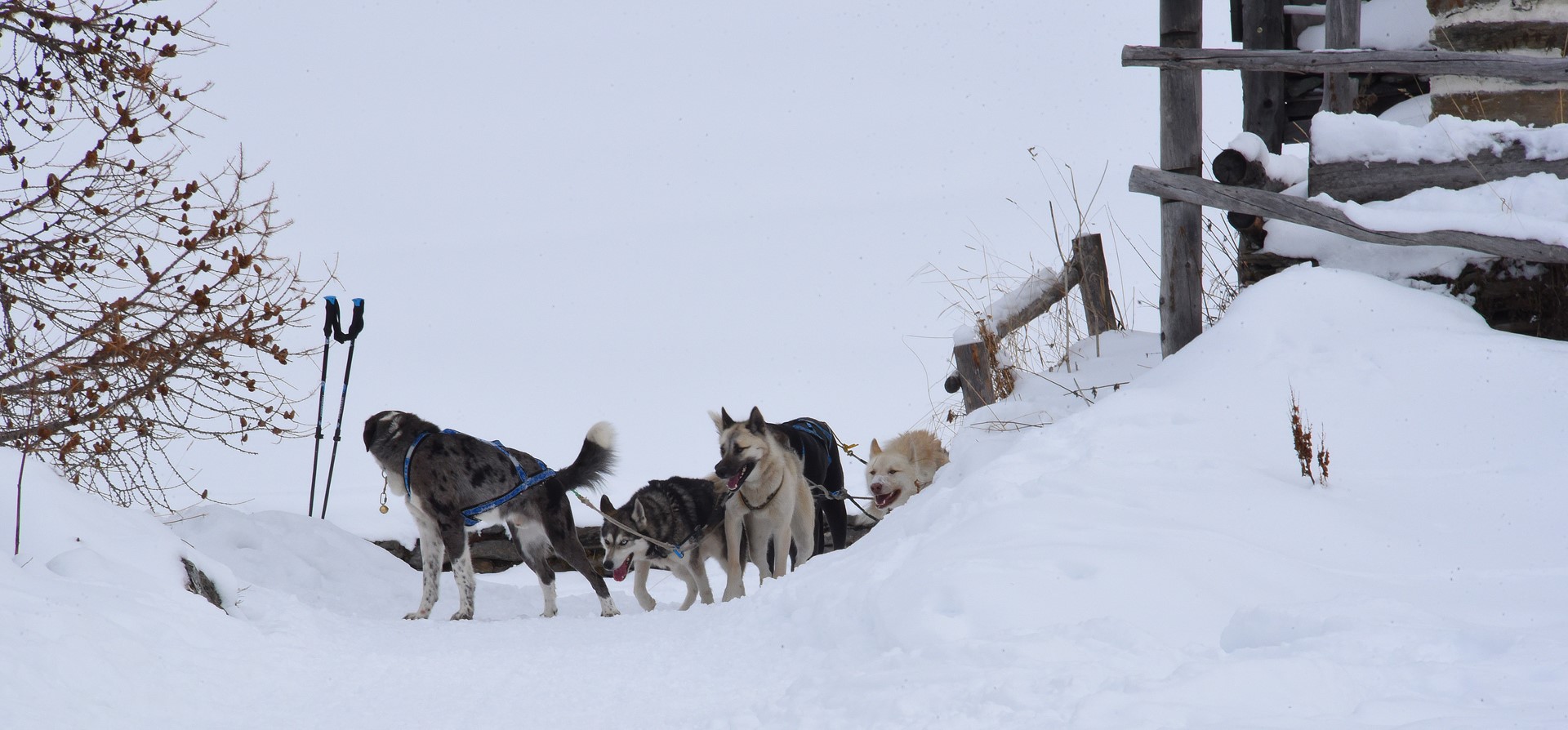 Chiens de traineaux vers le monal