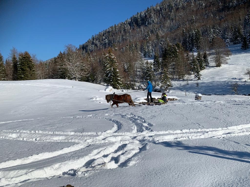 Luge attelée