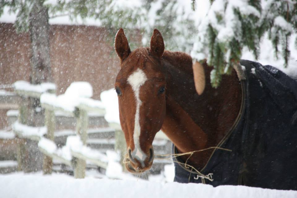 Serre Chevalier Equitation