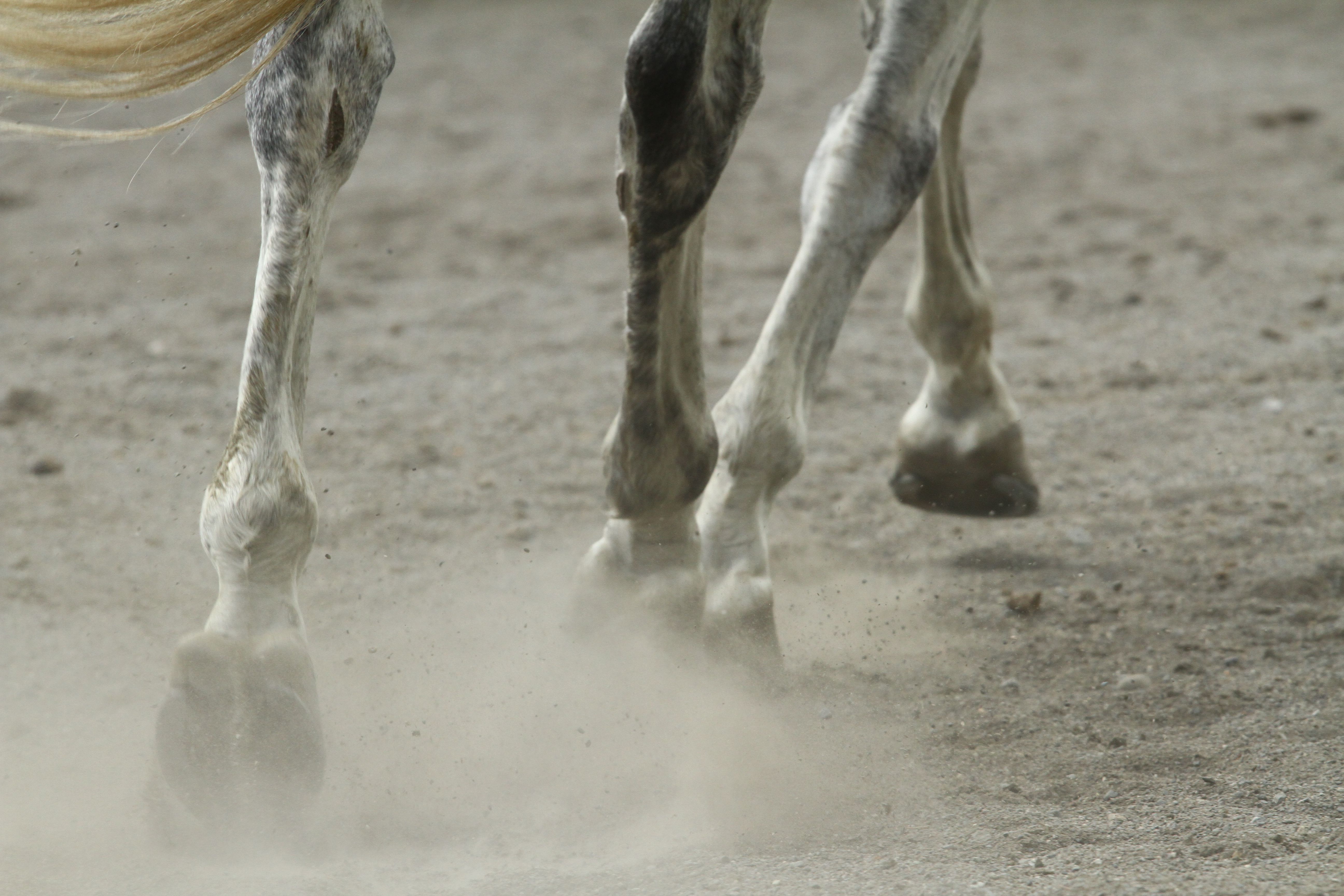 Serre Chevalier Equitation