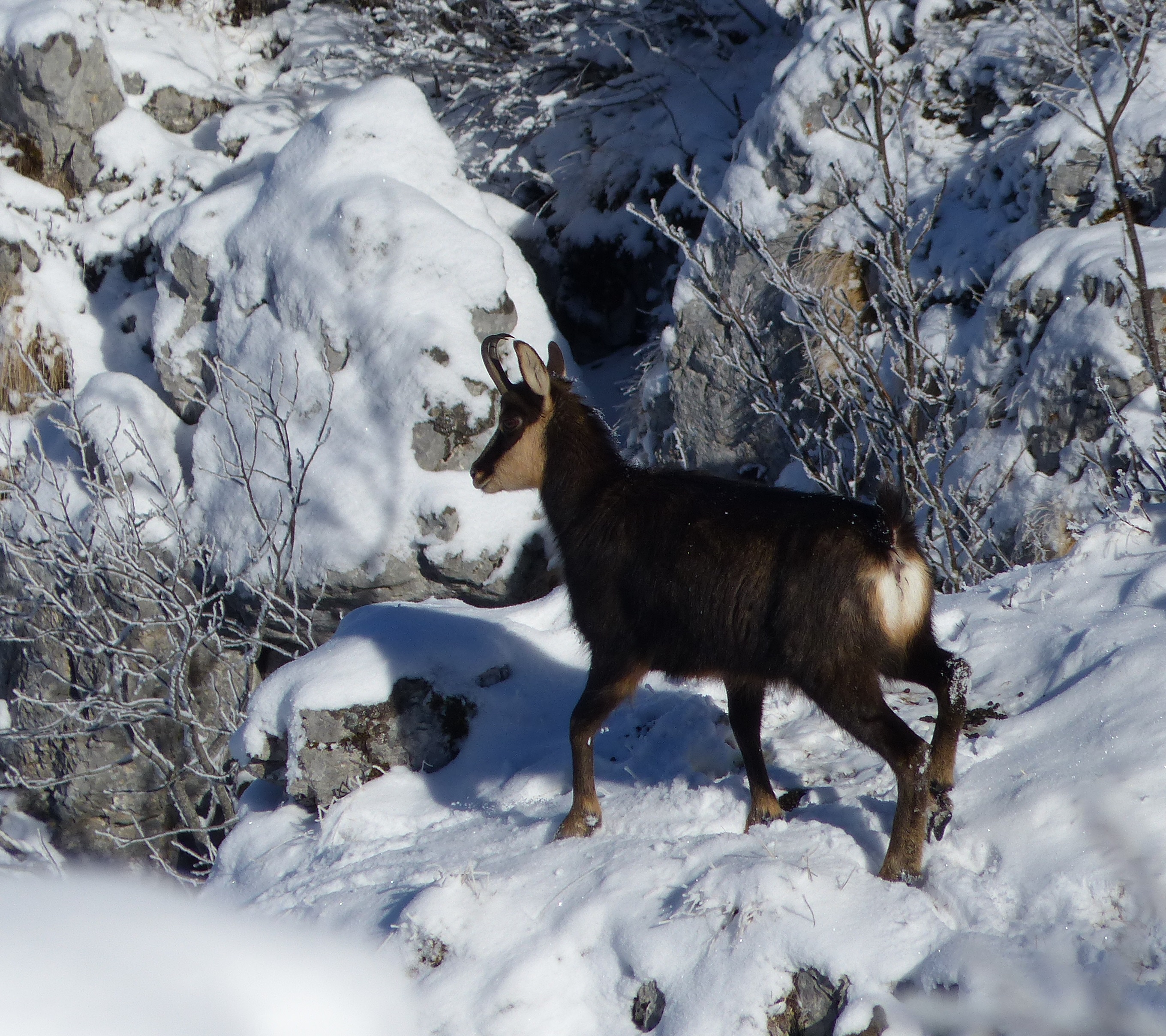 sur les traces des animaux