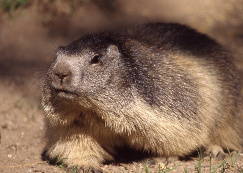marmotte