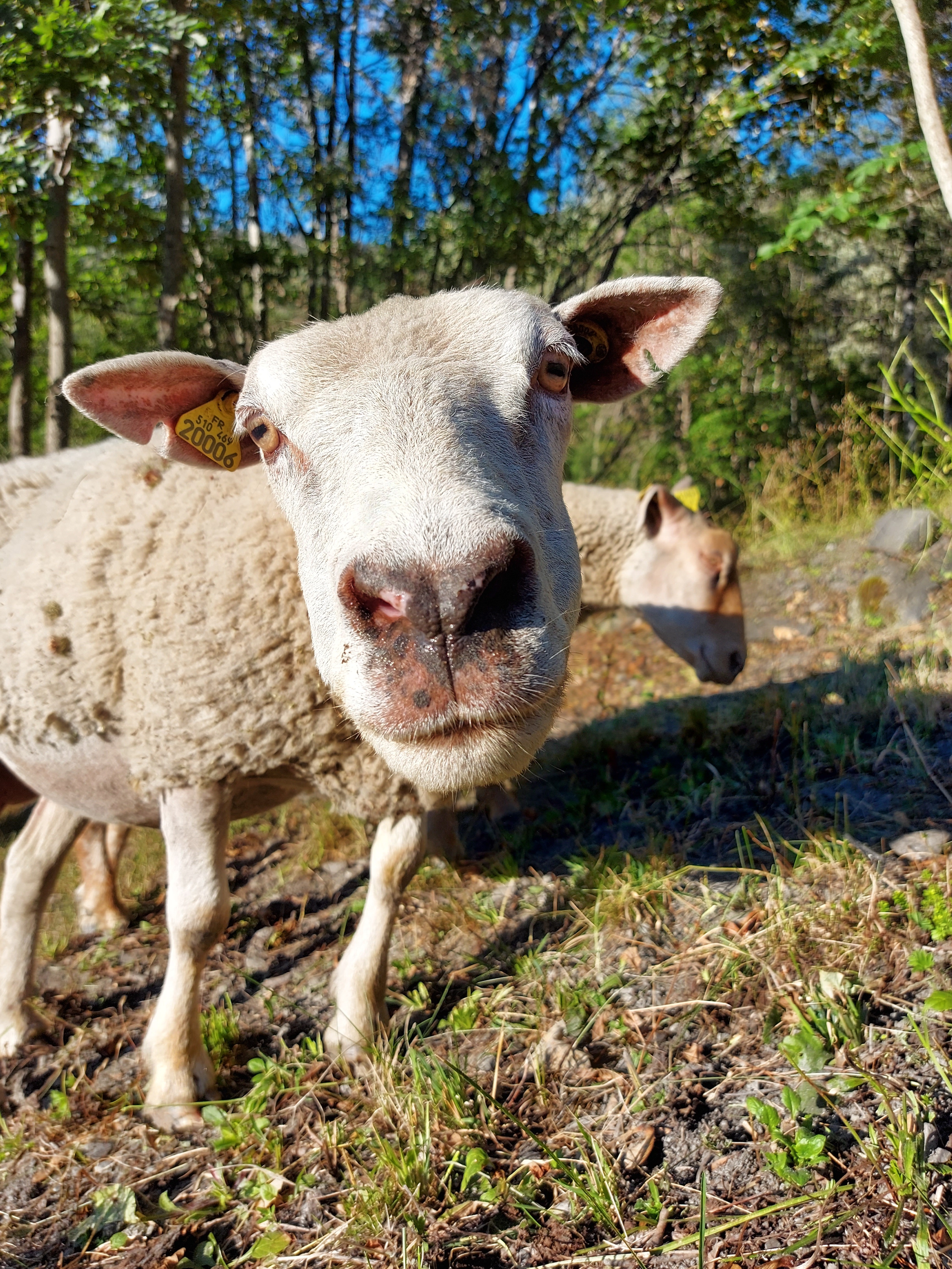 Mouton en été