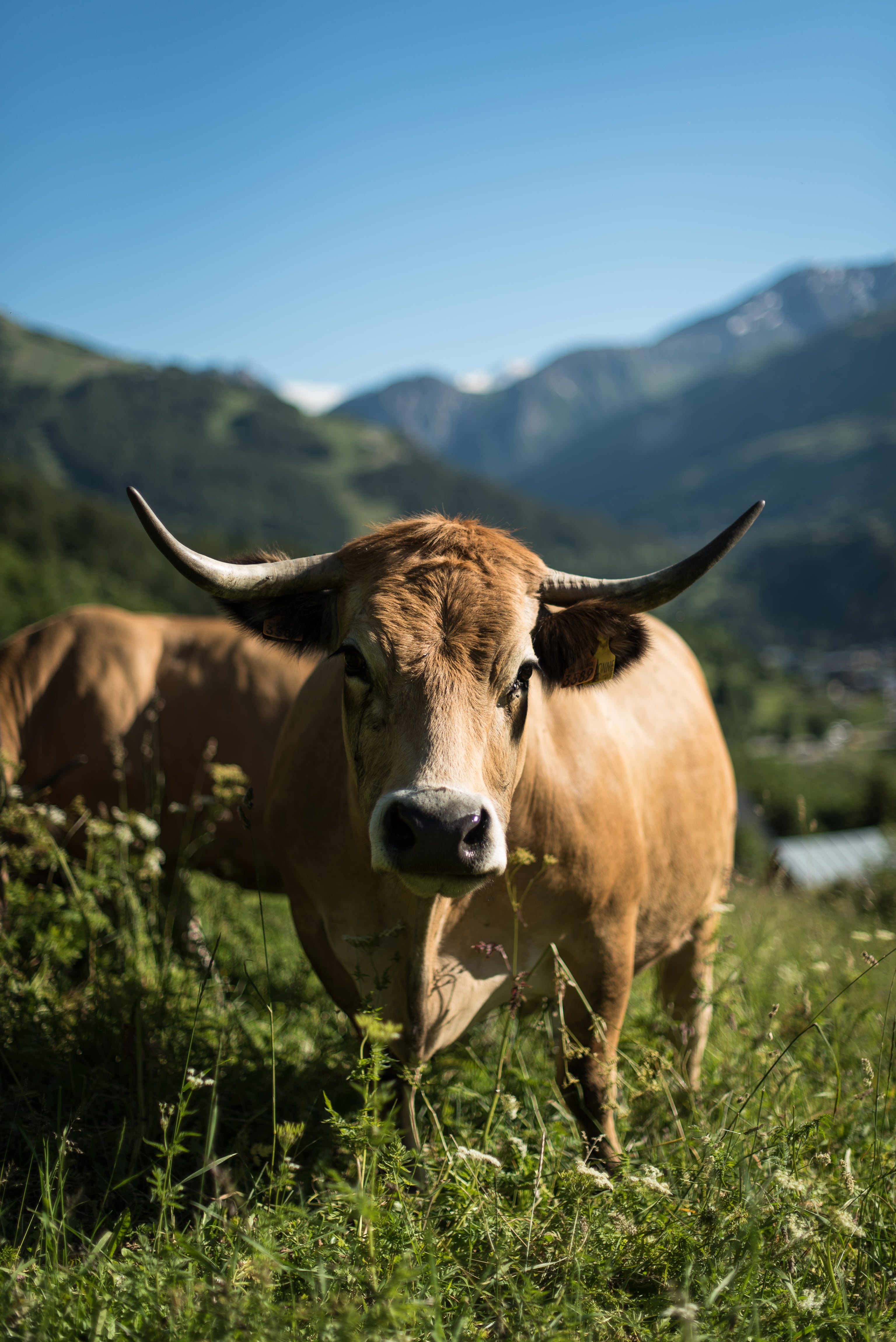 Agriculture Valloire