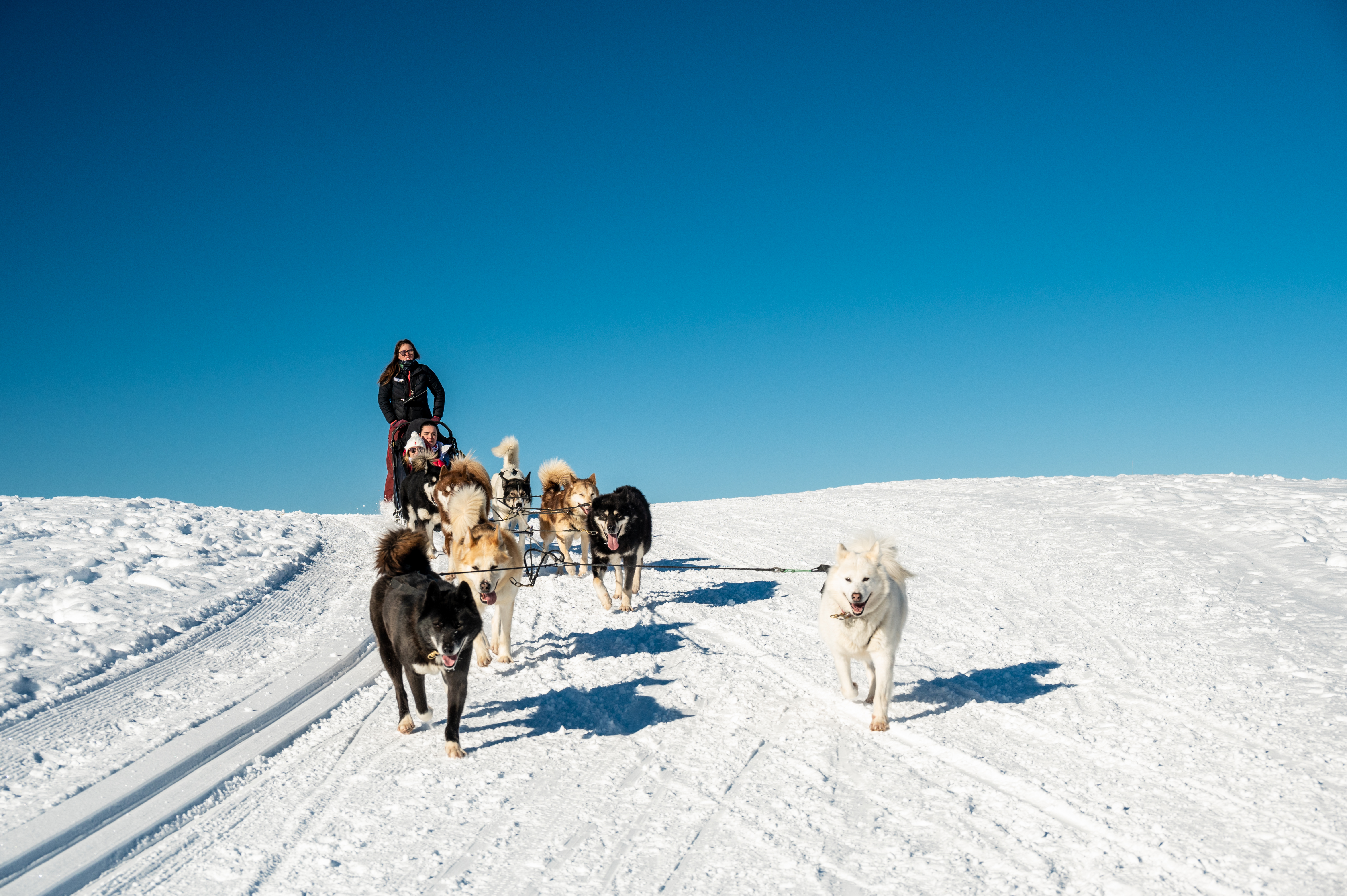 Balade_en_chiens_de_traineaux-JNJ_Photo-33675
