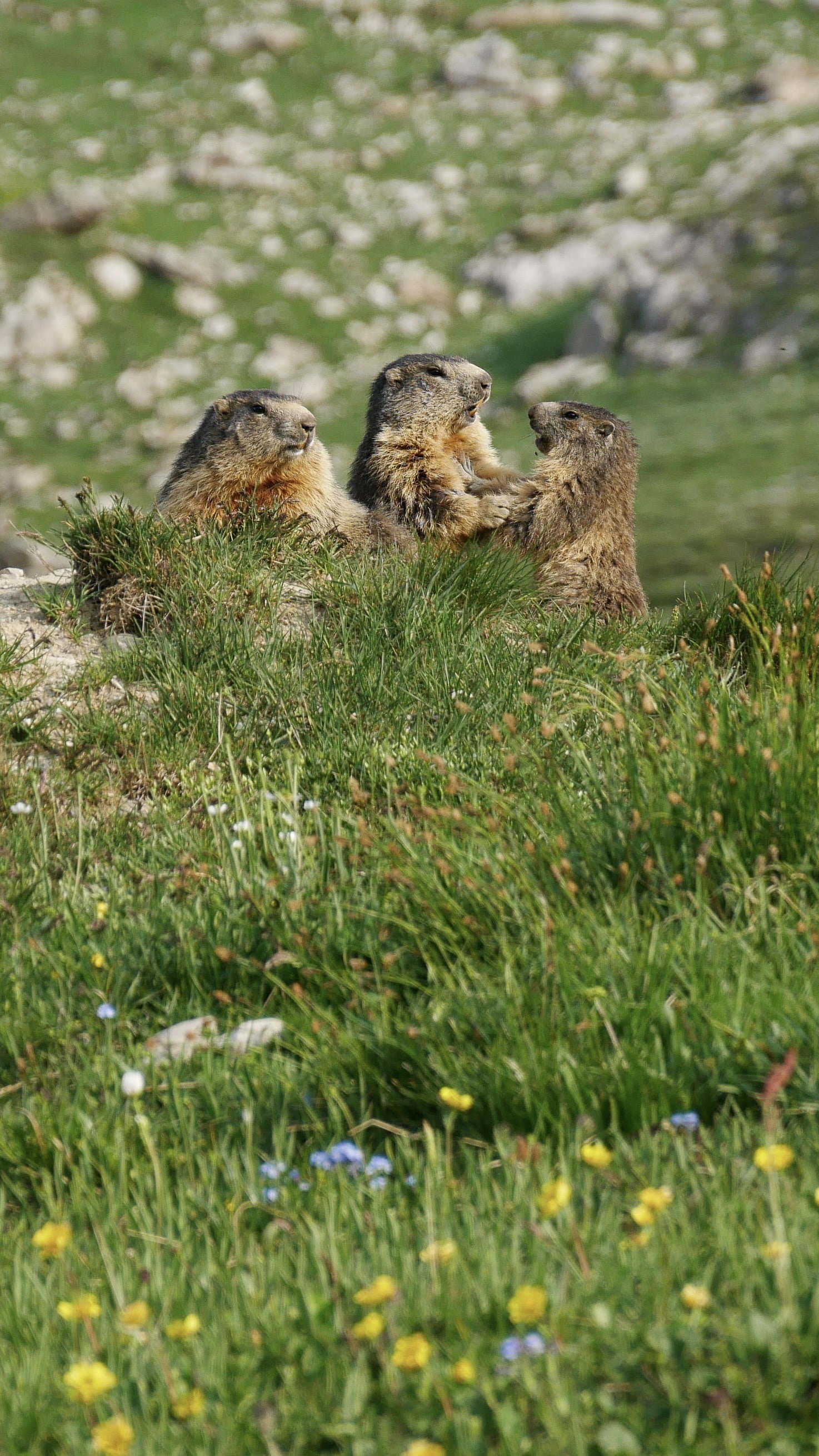 Marmotte 
