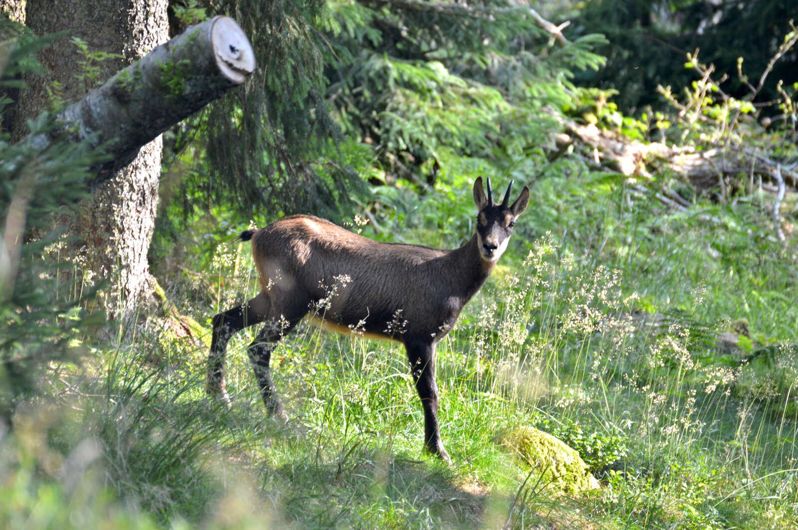 Chamois sur les hauteurs